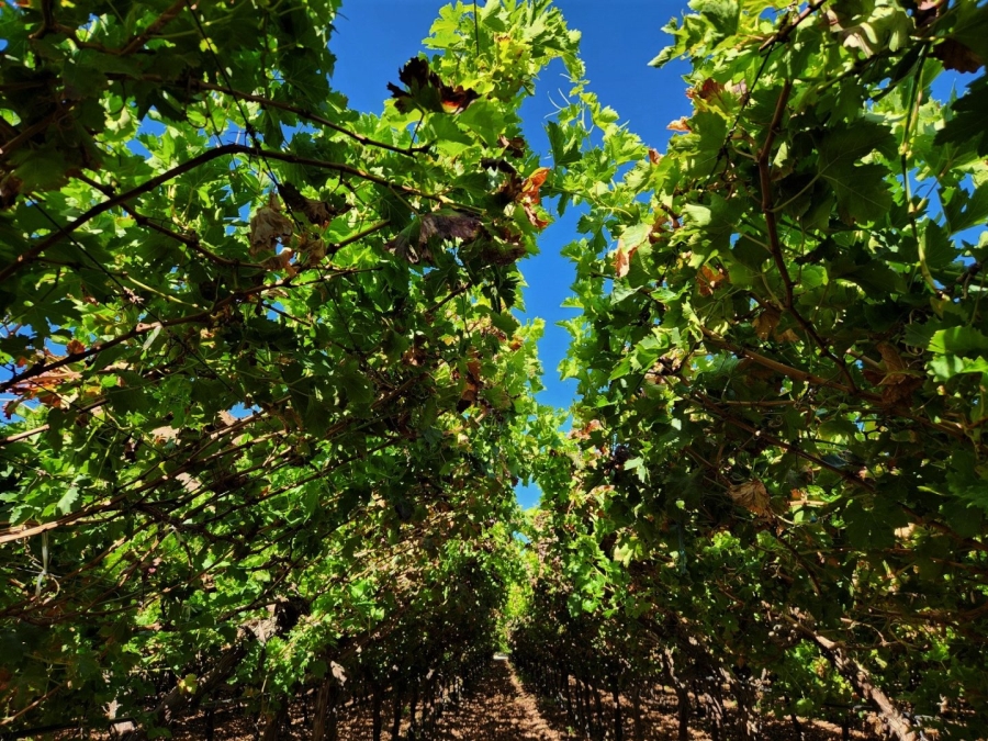 Commercial Property for Sale in Kakamas Rural Northern Cape